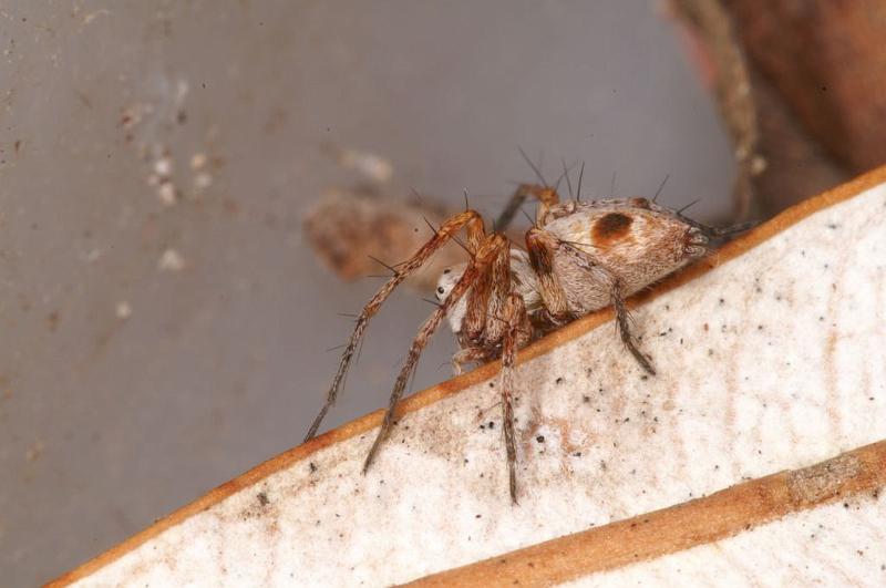 Oxyopes_rubicundus_D7863_Z_89_North Stradbroke island_Australie.jpg